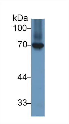 HSPA8 / HSC70 Antibody (aa534-615, APC)