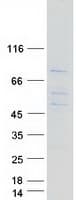 Human ORC2L / ORC2 Protein (Recombinant Myc-DDK (Flag))