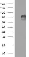 MAdCAM-1 Antibody (clone OTI2D9)