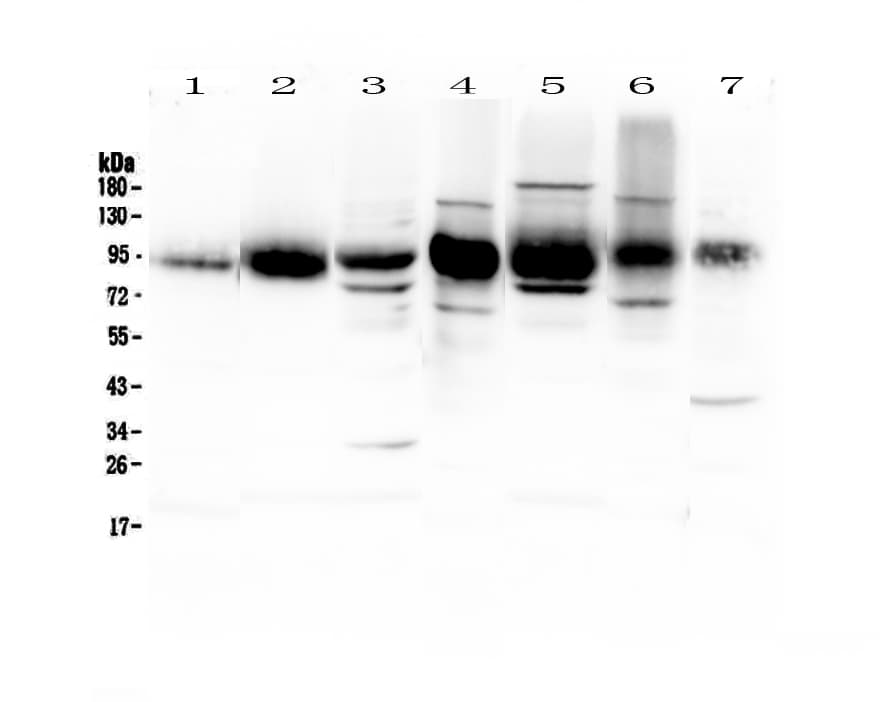 ICAM-1 / CD54 Antibody
