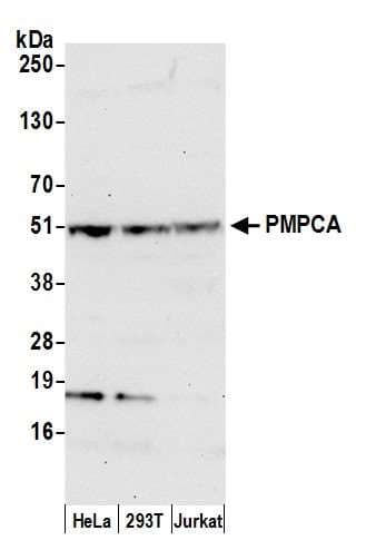 PMPCA Antibody (aa25-75)