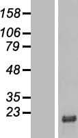 C6orf1 Protein (Over-Expression Lysate Myc-DDK (Flag))