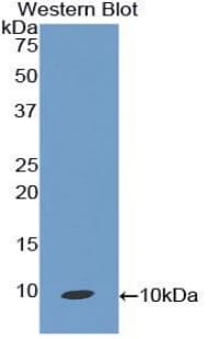 CCL19 / MIP3-Beta Antibody (aa32-103, Cy3)