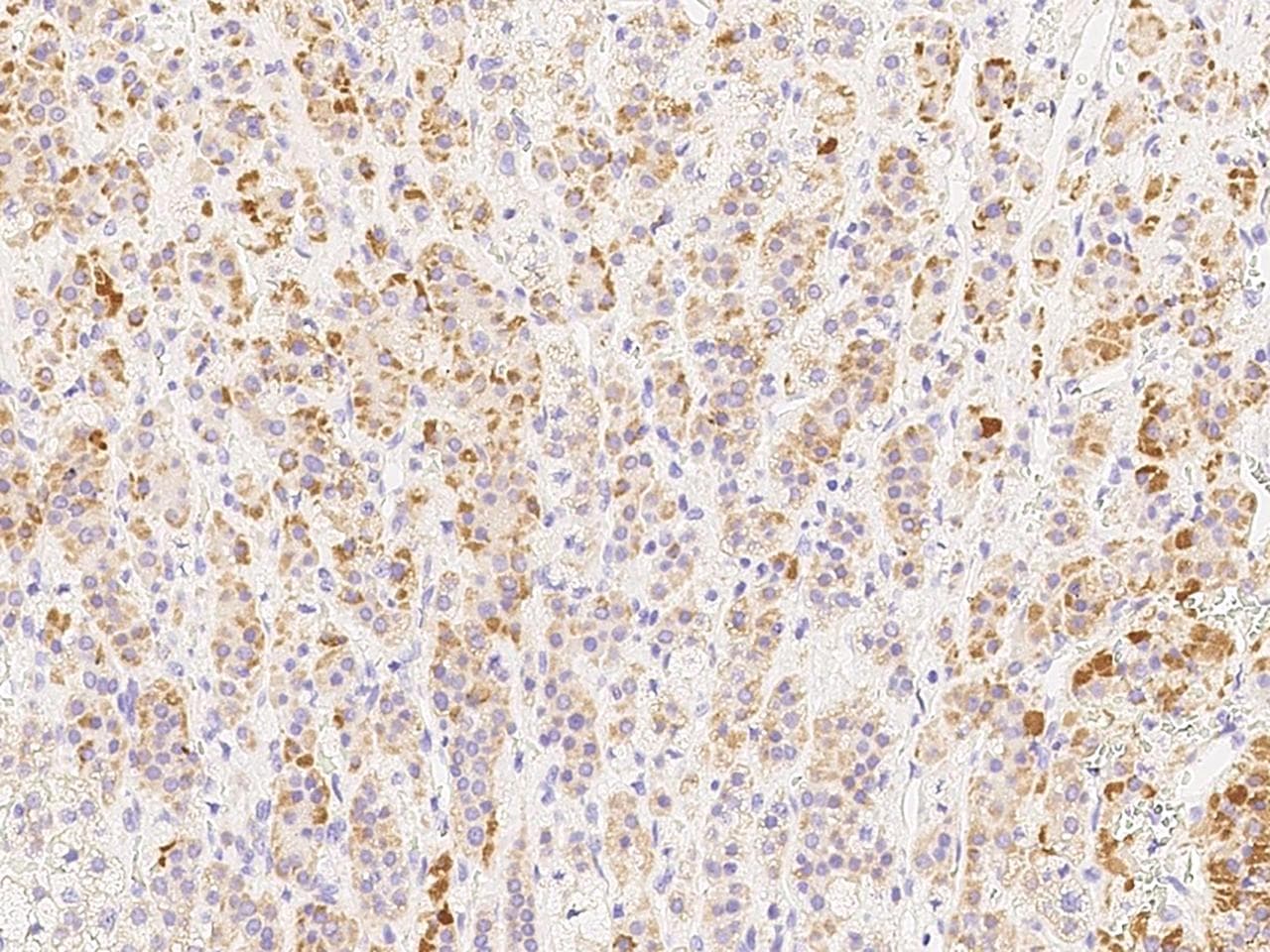 CCL2 / MCP1 Antibody (Preservative Free)