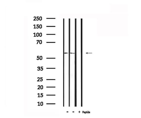 ERG Antibody