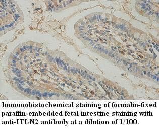 ITLN2 / Intelectin 2 Antibody (aa39-175)