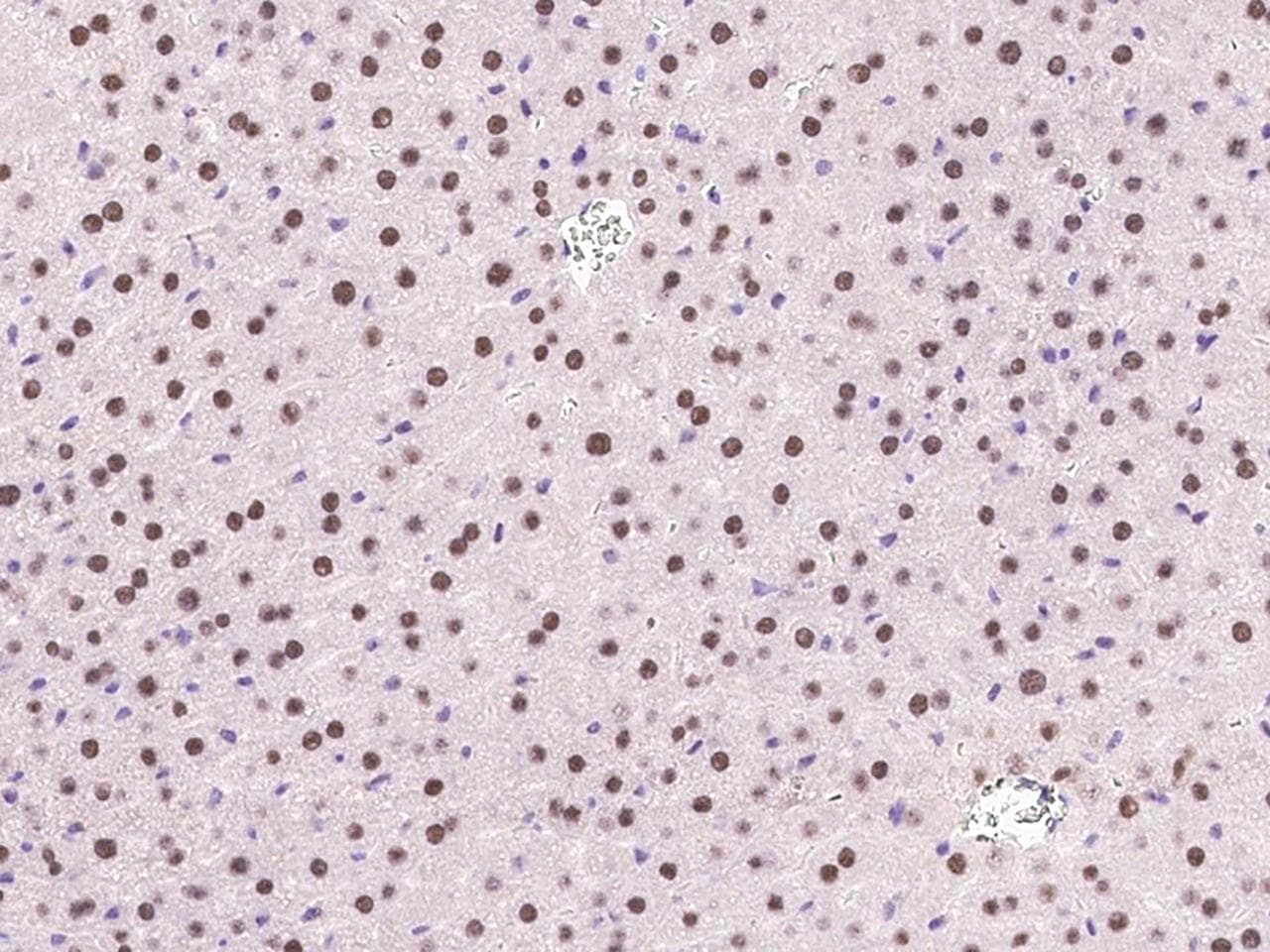 Polyclonal Rabbit anti-Mouse DPPA4 Antibody (IHC)