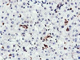 RNPEP Antibody (clone OTI2G3)