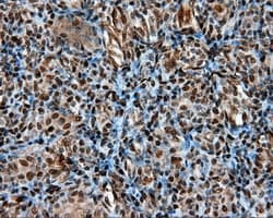 LTA4H / LTA4 Antibody (clone OTI7D11)
