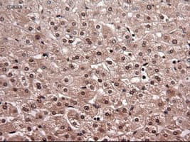 NTF4 / Neurotrophin 4 Antibody (clone OTI2E8)