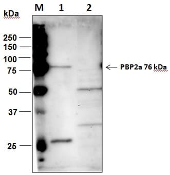 Penicillin Binding Protein 2a Antibody (Preservative Free)