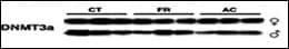 DNMT3A Antibody (aa457-486)