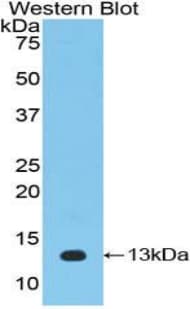 IL-33 Antibody (aa5-108, PE)