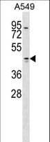 Polyclonal Rabbit anti-Human TMOD1 / Tropomodulin 1 Antibody (aa170-198, WB)