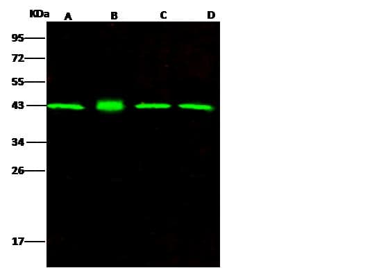 Monoclonal Mouse anti-Human MAPK1 / ERK2 Antibody (clone 09, Preservative Free, WB)