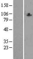 CCDC87 Protein (Over-Expression Lysate Myc-DDK (Flag))