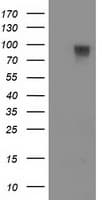 FAM40A Antibody (clone OTI7G7)