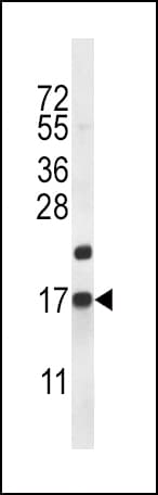 CARTPT / CART Antibody (aa26-55)