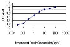 Monoclonal Mouse anti-Human BUB1 Antibody (clone 4C3-4C9, IF, WB)
