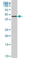 Monoclonal Mouse anti-Human FOXA2 Antibody (clone 6C12, IF, WB)
