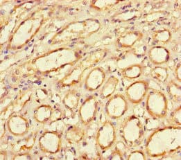 Polyclonal Rabbit anti-Human CD34 Antibody (IHC, IF, WB)
