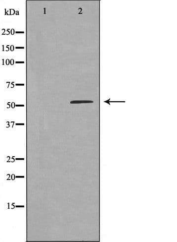 LBP Antibody