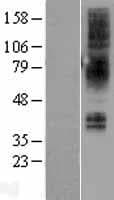 NMBR Protein (Over-Expression Lysate Myc-DDK (Flag))