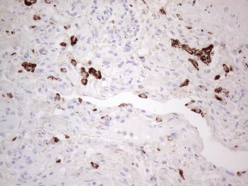 NAPSA / NAPA / Napsin A Antibody (aa64-244, clone OTI2F11)