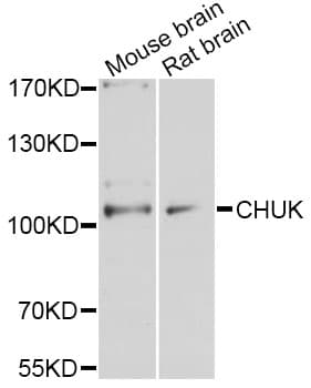 CHUK / IKKA / IKK Alpha Antibody