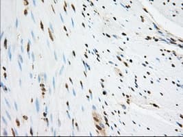 SNX9 / WISP Antibody (clone OTI1B5)