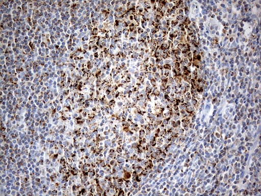 CHCHD10 Antibody (aa17-142, clone OTI3B8)