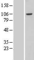 VPS41 Protein (Over-Expression Lysate Myc-DDK (Flag))