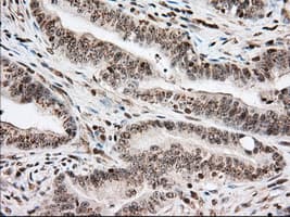 USP5 Antibody (clone OTI2H5, Carrier-free)