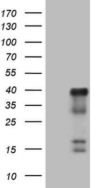 ATF1 Antibody (clone OTI6B7)