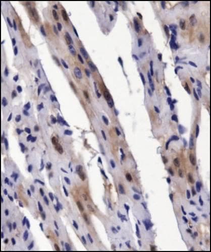 BMP2 Antibody (aa250-350)