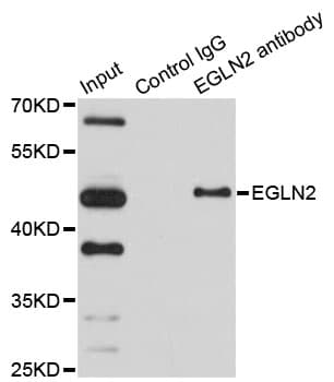 Polyclonal Rabbit anti-Human EGLN2 / PHD1 Antibody (WB)