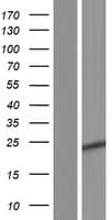C11orf88 Protein (Over-Expression Lysate Myc-DDK (Flag))