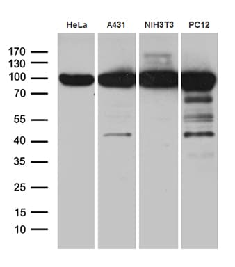 KPNB1 / Importin Beta Antibody (aa1-200, clone OTI10B7, Carrier-free)
