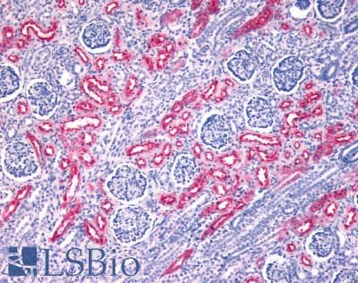IHC-plus™ FZD10 / Frizzled 10 Antibody (N-Terminus)