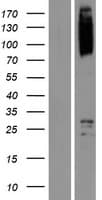 SCYL1 / NTKL Protein (Over-Expression Lysate Myc-DDK (Flag))