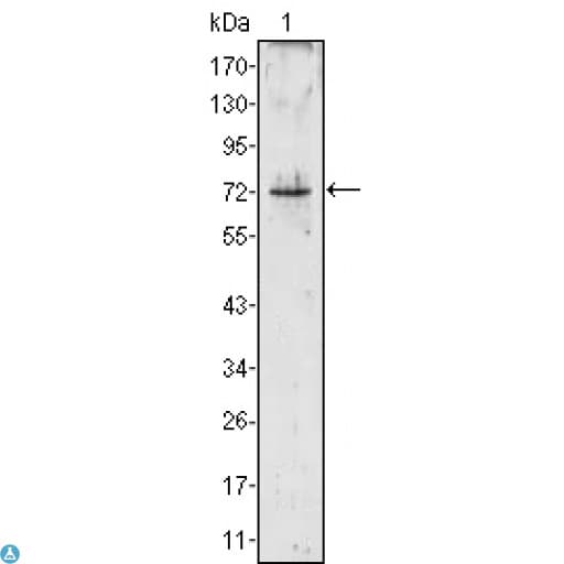 PRTN3 / Myeloblastin Antibody