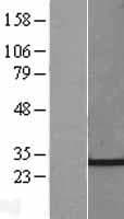 CHMP4C Protein (Over-Expression Lysate Myc-DDK (Flag))