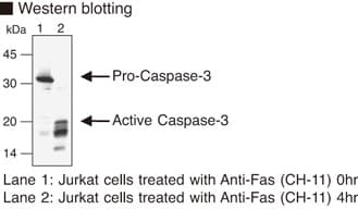 Monoclonal Rat anti-Human CASP3 / Caspase 3 Antibody (clone 1F3, WB)