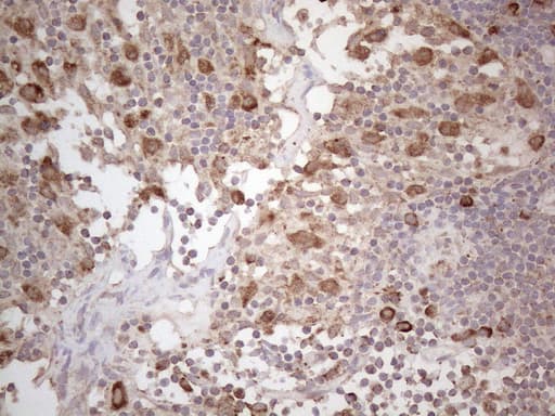 PODXL / Podocalyxin Antibody (aa32-461, clone OTI2C6)