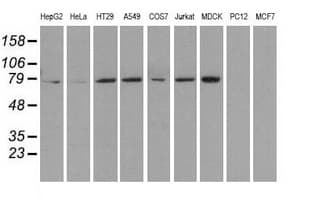 Heat Shock Protein 70 / HSPA1A Antibody (clone OTI3G9)