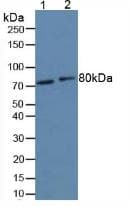 FOXO1 / FKHR Antibody