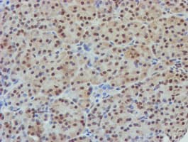 NLN / Neurolysin Antibody (clone OTI1B8)