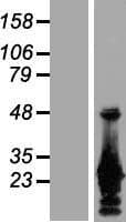 AES / Groucho Protein (Over-Expression Lysate Myc-DDK (Flag))