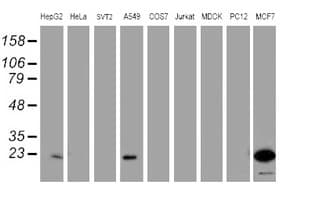 PYCARD / ASC / TMS1 Antibody (clone OTI3E9, Carrier-free)