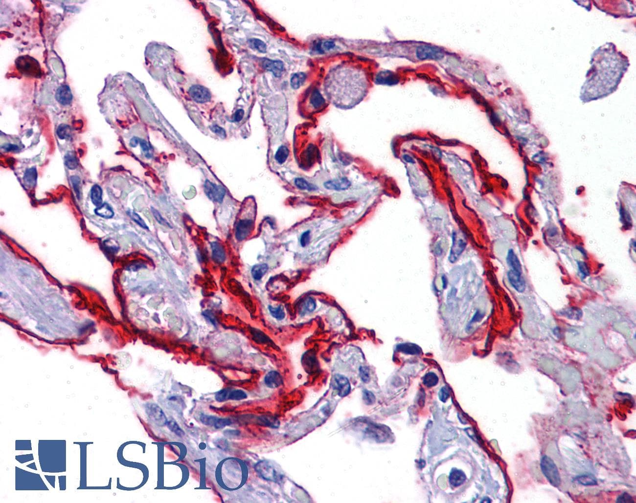 IHC-plus™ SCUBE2 Antibody